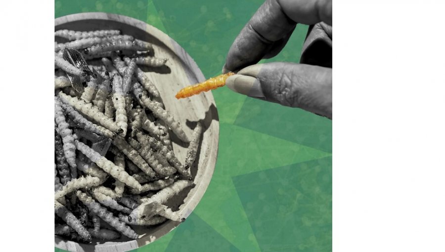 Proteina nga insektet bëhet qendër e teorive konspirative, çfarë thotë shkenca kundër këtij dezinformimi?