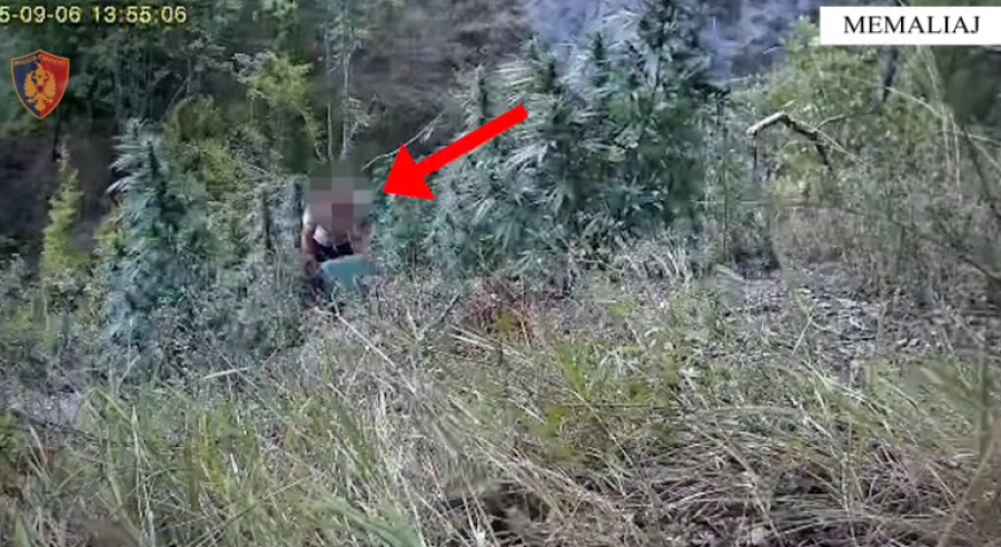 EMRAT/ Kultivuan kanabis, arrestohen dy vëllezër në Memaliaj