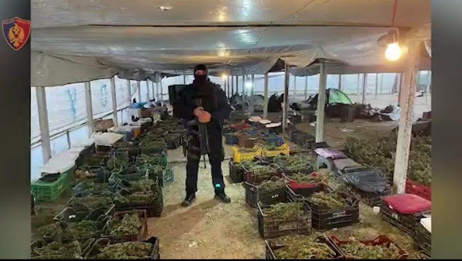 Sera me kanabis në Berat/ Dosja e ‘grupit të drogës’ me 17 të pandehur, kalon për gjykim