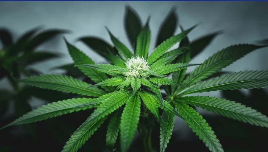 Ekspertët zbulojnë se marihuana mund të ndikojë në fertilitet