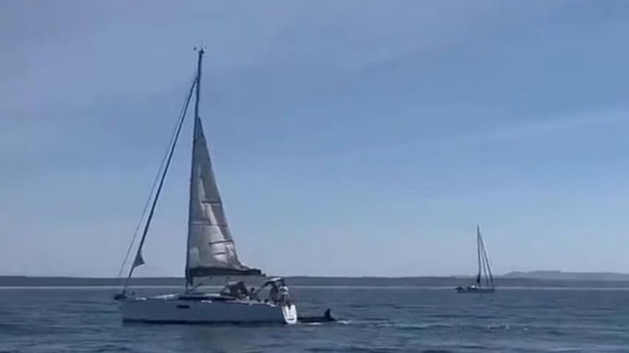 Momente të frikshme në brigjet e Portugalisë, balena vrasëse përplas varkën turistike dhe e fundos