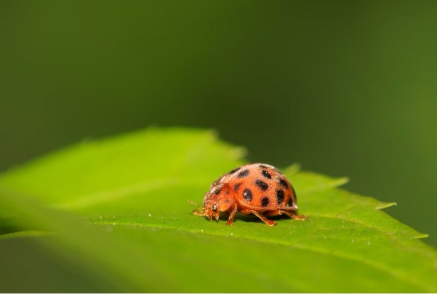 Një specie e re e 'nusepashkës' zbulohet për herë të parë në Mbretërinë e Bashkuar