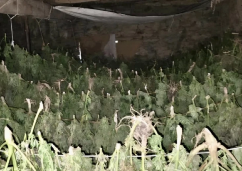 Policia konfiskon mbi 500 kg drogë në një stallë në Suharekë