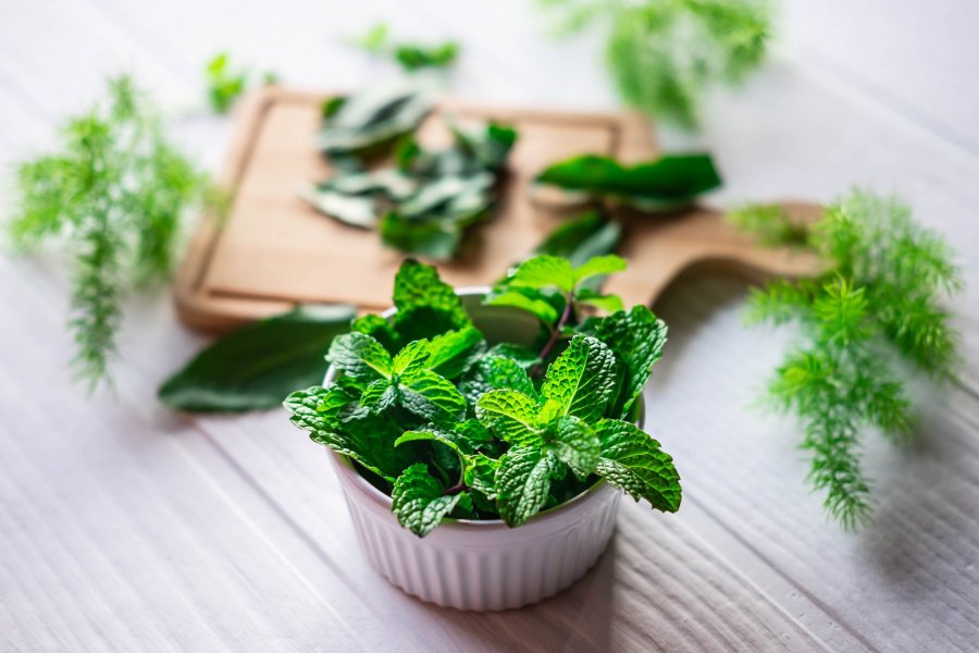 Mentja – Bima me efekte terapeutike të provura shkencërisht