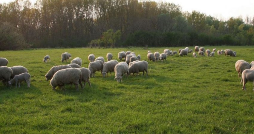 Konfirmohet sëmundja e Murtajës së deleve në Kosovë