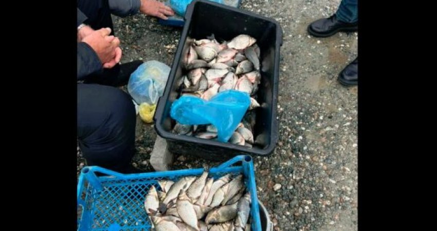 Aksion në tregun e Gjakovës, konfiskohet peshk i paligjshëm – shitej jashtë sezonit