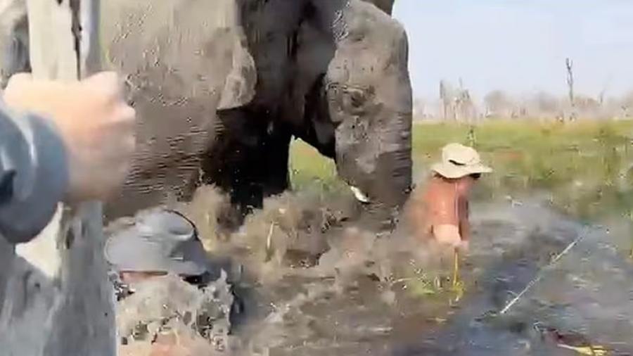 Elefanti sulmon dy çifte ndërkohë që po bënin safari, momenti kur i shpëtojnë mrekullisht vdekjes
