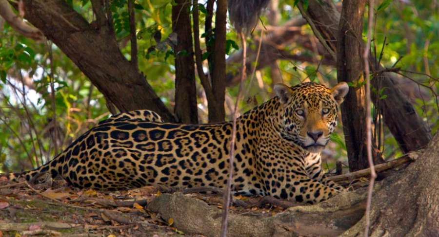 FOTO/ Jaguari ‘i reve’ shfaqet për herë të parë pas 10 vitesh, ringjall shpresat në Honduras