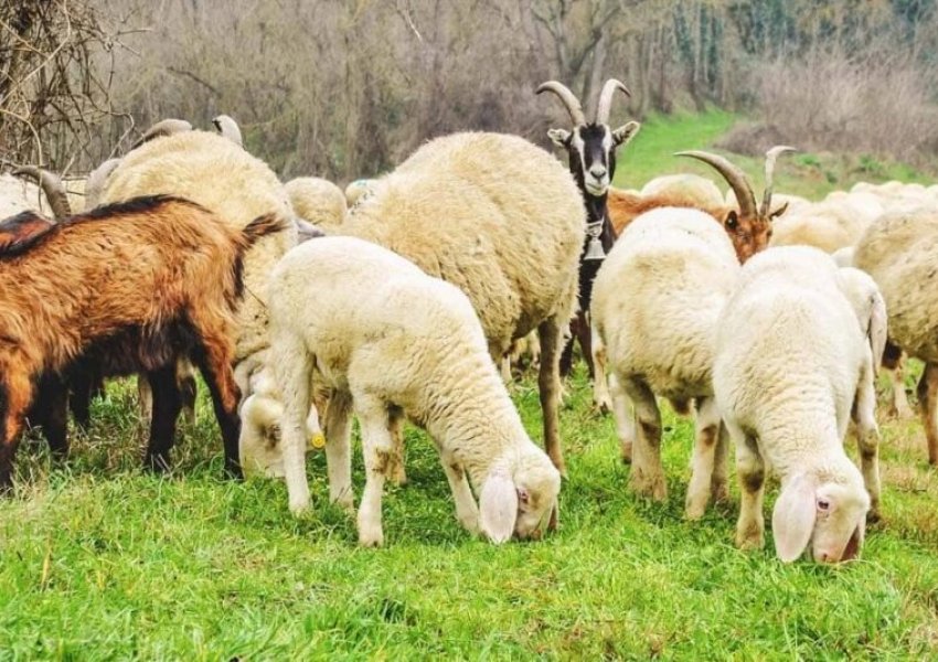 Kosova ndalon importin e deleve dhe dhive nga Shqipëria/ Zbardhet arsyeja, institucionet e fshehin 