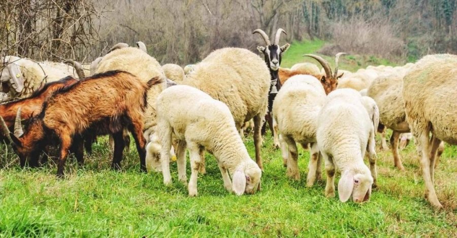 Kosova ndalon importin e deleve dhe dhive nga Shqipëria/ Zbardhet arsyeja, institucionet e fshehin 