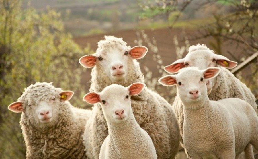 Shpërthen murtaja, Kosova merr masa, ndalon importin e deleve dhe dhive nga Shqipëria