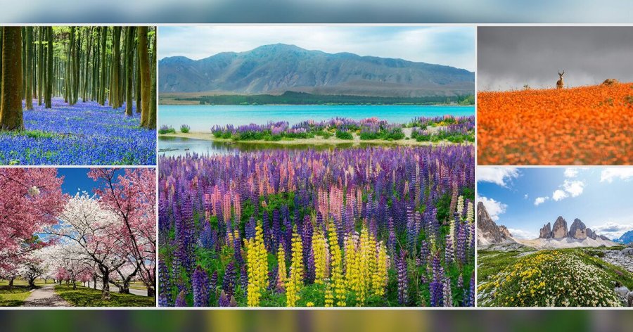 Turizmi i luleve të egra: 5 vende të mrekullueshme që lulëzojnë në pranverë dhe verë