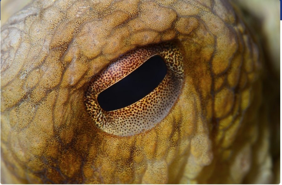 Shkencëtarët kanë zbuluar një grabitqar kryesor nga epoka e dinosaurëve