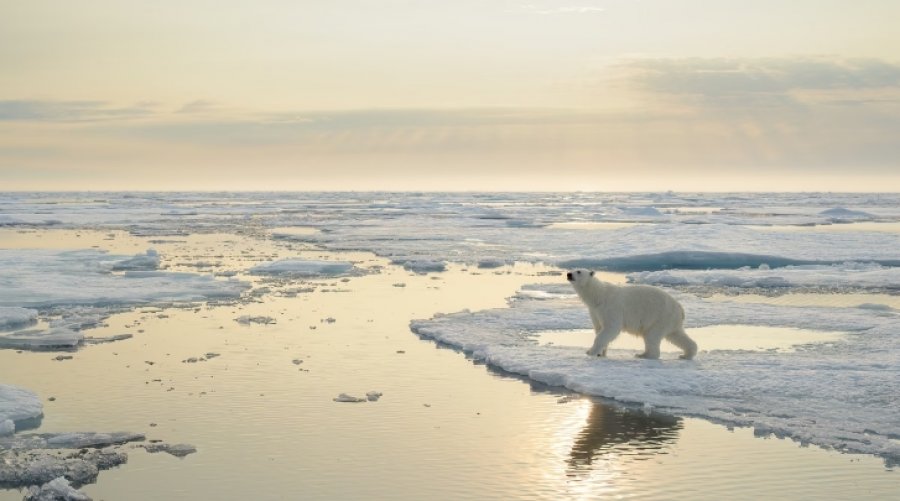 Si po i sfidojnë arinjtë polarë parashikimet për ndryshimet klimatike