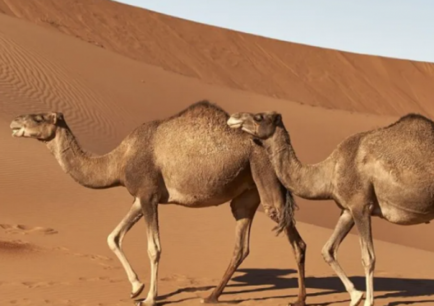 Të fshehur në rërë: Mumjet 7,000-vjeçare të gjetura në Sahara i përkasin një prejardhjeje të panjohur njerëzore