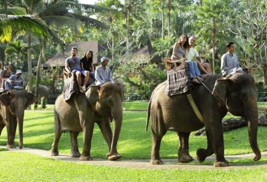 Indonezia bëhet vendi i parë aziatik që ndalon udhëtimet me elefantë