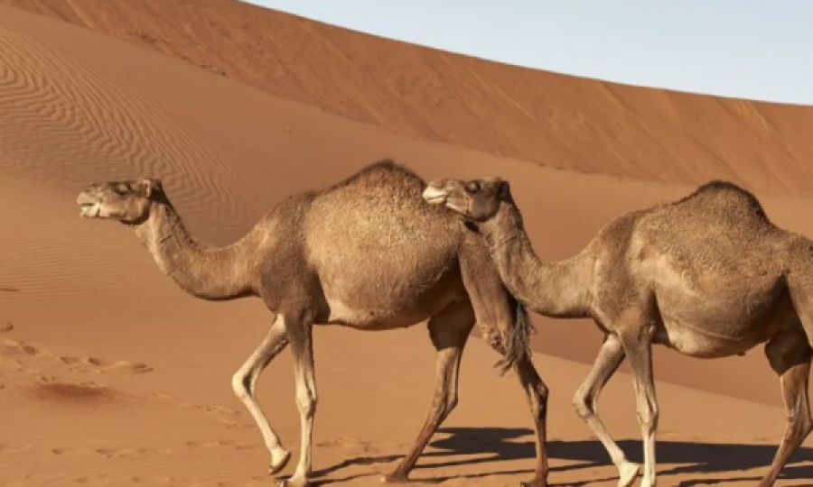 Të fshehur në rërë: Mumjet 7,000-vjeçare të gjetura në Sahara i përkasin një prejardhjeje të panjohur njerëzore