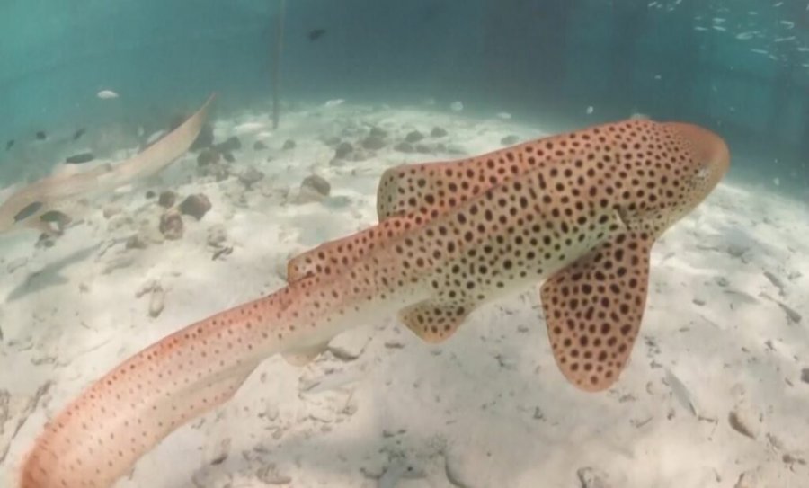 Rrezikonte zhdukjen, Tajlanda rikthen peshkaqenin leopard në det