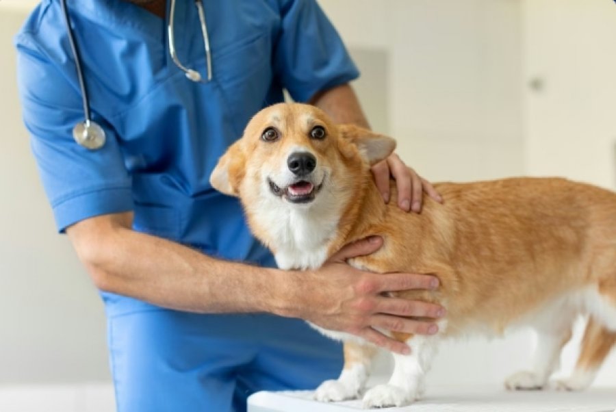 Veterineri zbulon tiparet më të rrezikshme fizike tek qentë