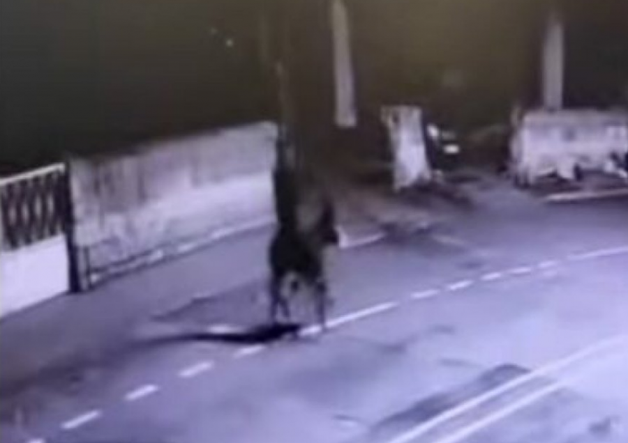  I riu vjedh dyqanin e bixhuterive në Turqi, pas grabitjes largohet me gomar