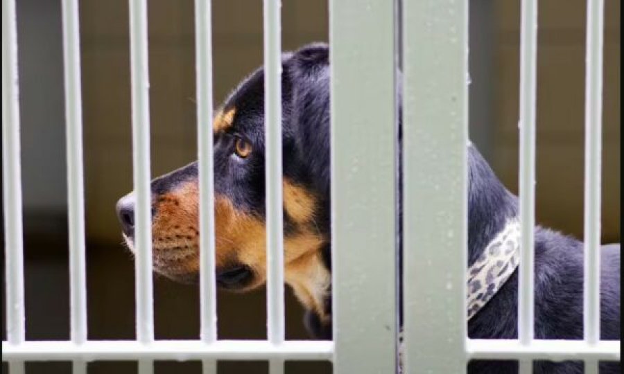 Kombinimi i papritur i Rottweiler dhe Qenit Gjerman çudit adhuruesit e qenve