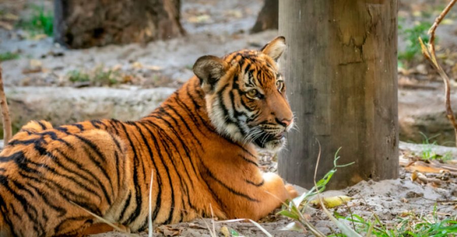 U prekën nga një virus ngjitës, 72 tigra ngordhin në një kopsht zoologjik në veri të Tajlandës