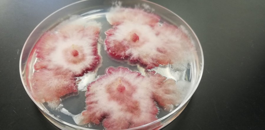 Incidenti me 'kërpudhën Fusarium' thellon krizën diplomatike mes SHBA-së dhe Kinës
