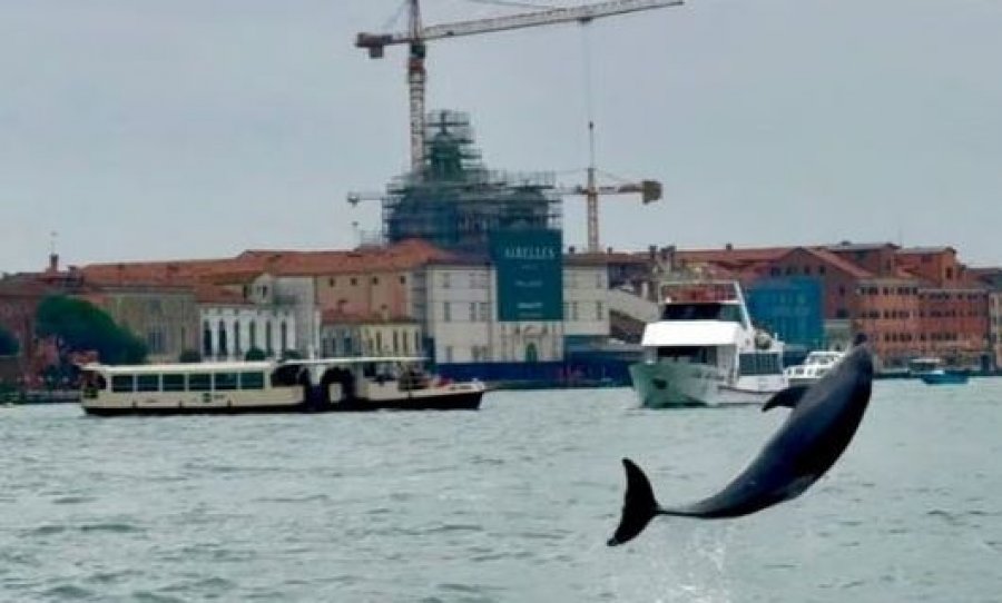 Delfini 'Mimo' përshtatet në lagunën e Venecias, shkencëtarët kërkojnë rregulla më të forta për anijet