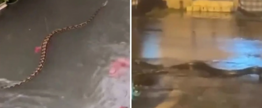 VIDEO/ Tre ditë shi i rëndë në Bali - pitonët notojnë në rrugë