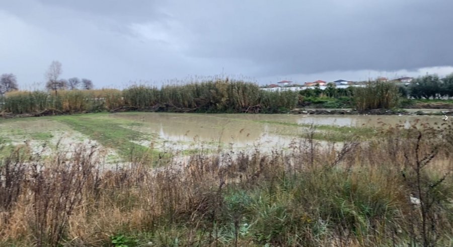 Përroi i Lunjës në Lushnje del nga shtrati, përmbyten sera e toka bujqësore 
