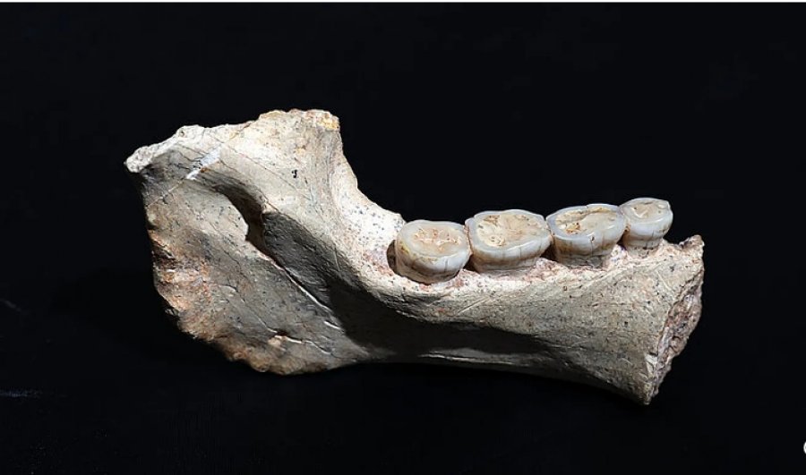 Zbulimi i fosileve në Marok çon në një kuptim të ri të historisë dhe lëvizjes njerëzore