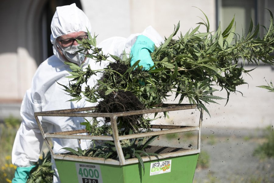 Prokuroria 4 vite burg për plantacion kanabisi në Vilvoorde: U kultivuan bimë në bodrum