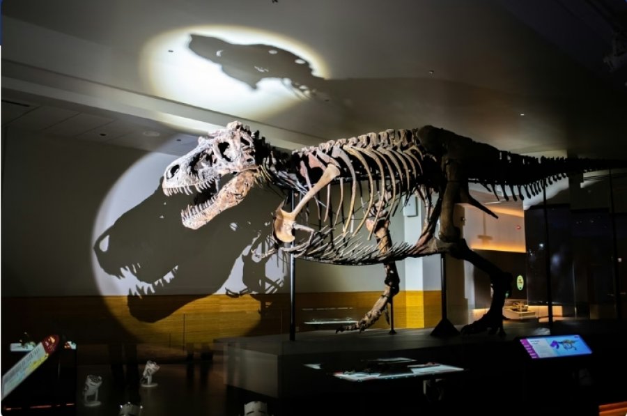 Studimi: Tyrannosaurus Rex nuk arriti madhësinë e plotë deri rreth vitit 40 pas Krishtit