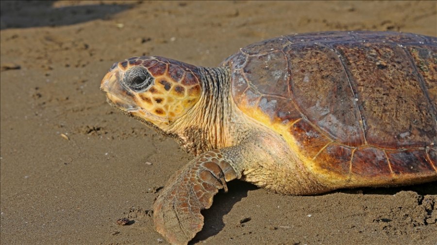 Udhëtimi mahnitës prej 14,913 miljesh i breshkës së ujit Loggerhead: Egje, Adriatik, Mesdhe, Afrikë dhe Spanjë