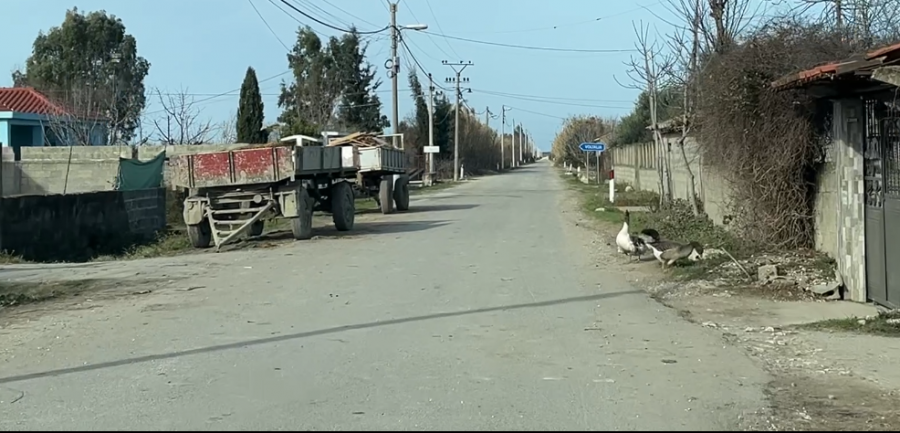 Përmbytjet nga Semani shkatërrojnë bazën ushqimore të bagëtive. Blegtorët apelojnë: Na sillni bazë ushqimore