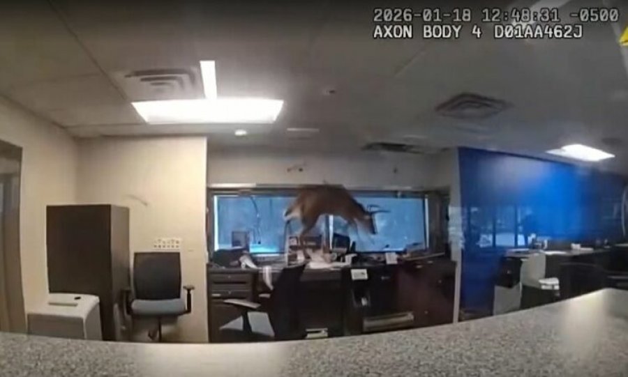 Incident i pazakontë! Dreri thyen dritaren dhe hyn në bankë