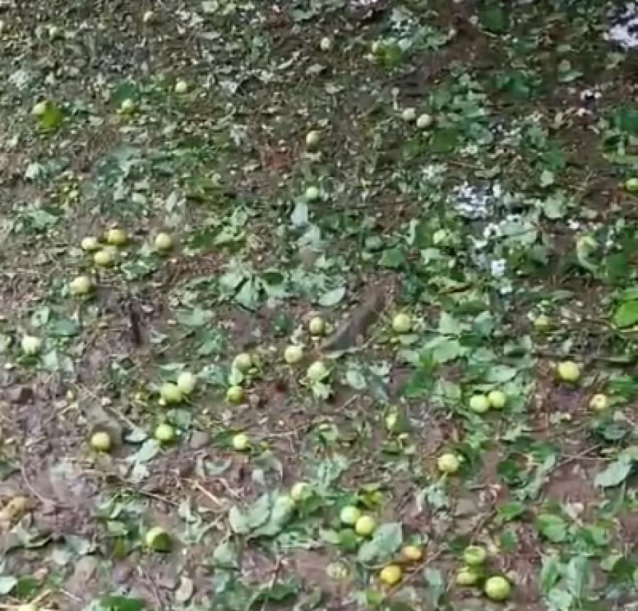 Breshëri bën kërdinë në Maliq  dëme të mëdha në të mbjellat në Orman