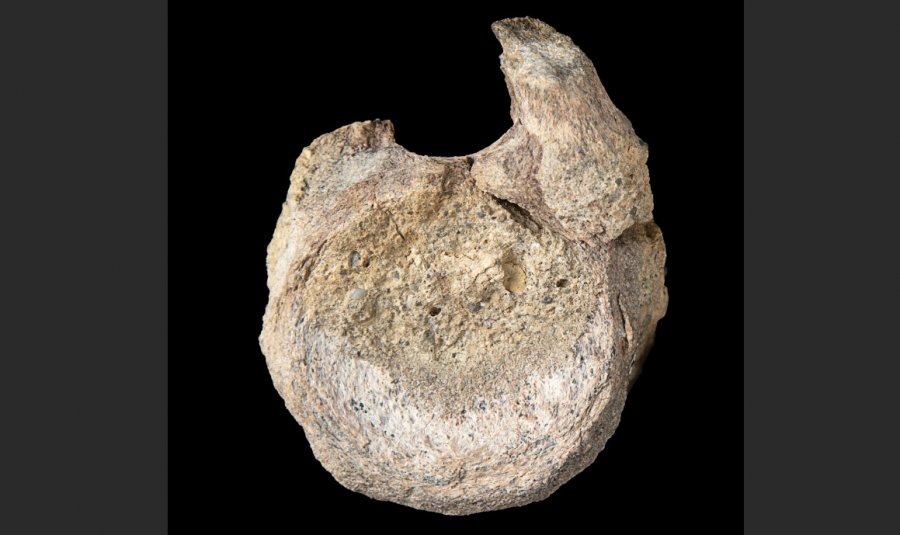 Një fosil i rrallë dinosauri nga Antarktida gjendet i fshehur në një sirtar