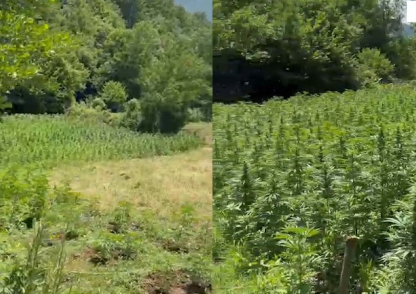 Kultivuan kanabis/ Pranga babë e bir në Has, në kërkim djali tjetër! Procedohet kryeplaku i fshatit