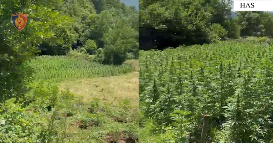 Kultivuan kanabis/ Pranga babë e bir në Has, në kërkim djali tjetër! Procedohet kryeplaku i fshatit