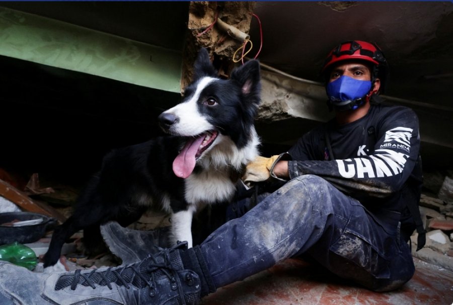 Një qen i braktisur u bë heroi i Venezuelës: Historia e qenit 'Cunami', shpresa që lindi nga rrënojat