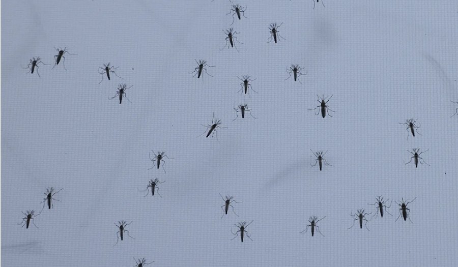 Mushkonja e zakonshme, mushkonja tigër aziatike: Gjermania përballet me murtajën e mushkonjave