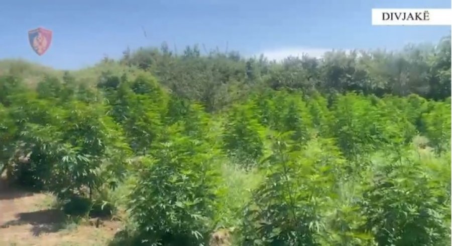 Sekuestrohen 1,426 bimë kanabis në Divjakë, nis hetimi ndaj zinxhirit komandues të Komisariatit të Policisë