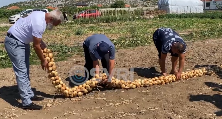 SYRI TV  Fermeri nga Postriba që sfidon traditën thur vargun prej 110 metrash me qepë