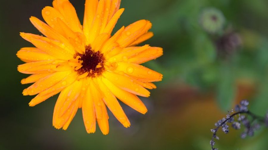 lule-calendula-nje-superushqim-i-pasur-me-fibra-dhe-proteina