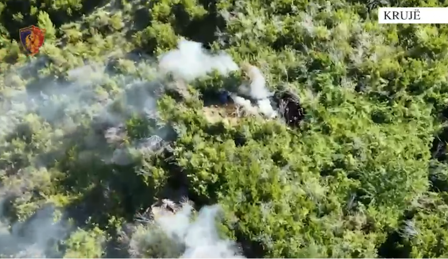 VIDEO/ Asgjesohen 42 bimë kanabisi në Krujë/ Pranga 31-vjeçarit, një tjetër në kërkim