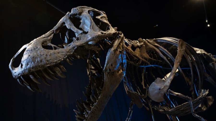 skeleti-i-tyrannosaurus-rex-shitet-per-nje-rekord-prej-50-1-milione-dollaresh-ne-ankand
