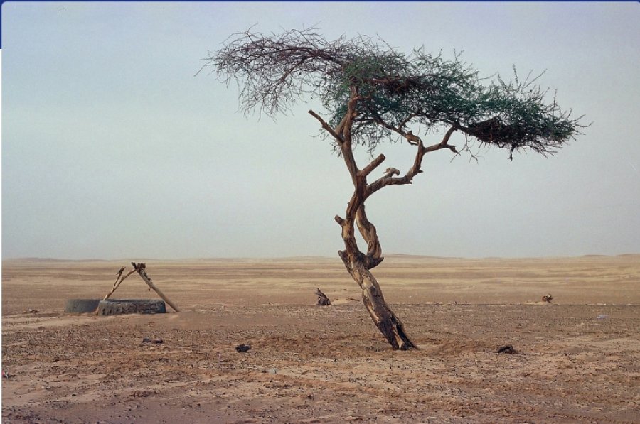 akacia-pema-me-e-vetmuar-ne-bote-mbijetoi-300-vjet-ne-sahara-u-shkaterrua-nga-nje-shofer-i-dehur
