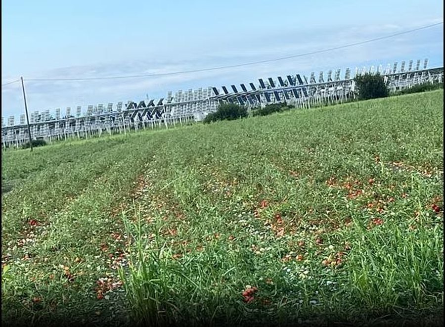 FOTO  Breshri sa një kokërr kajsie shkatërron të mbjellat në Itali