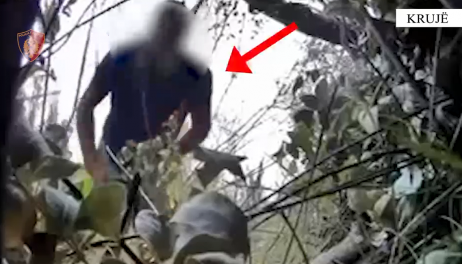 Kishin kultivuar bimë narkotike në Krujë, kapen në flagrancë 2 persona